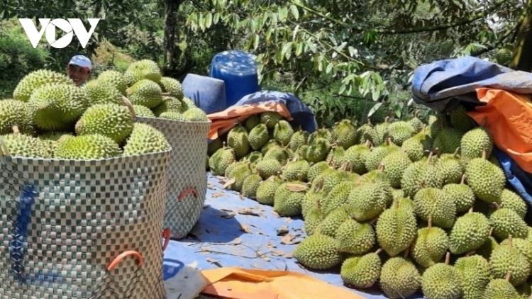 China grants additional 163 growing area codes to Vietnamese durian
