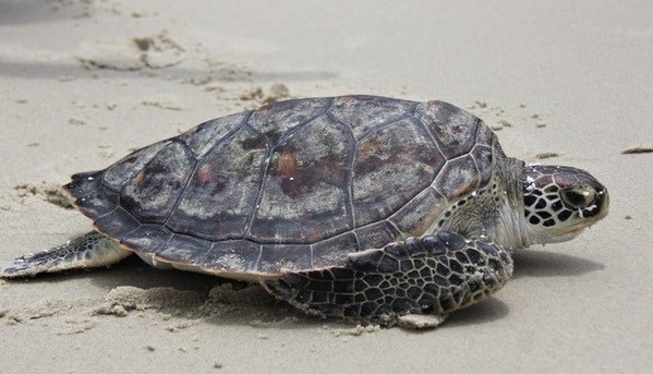 Giant sea turtle rescued, released to nature