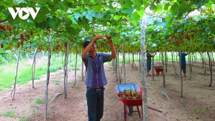 Vibrant activities as part of Ninh Thuan grape and wine festival 2023