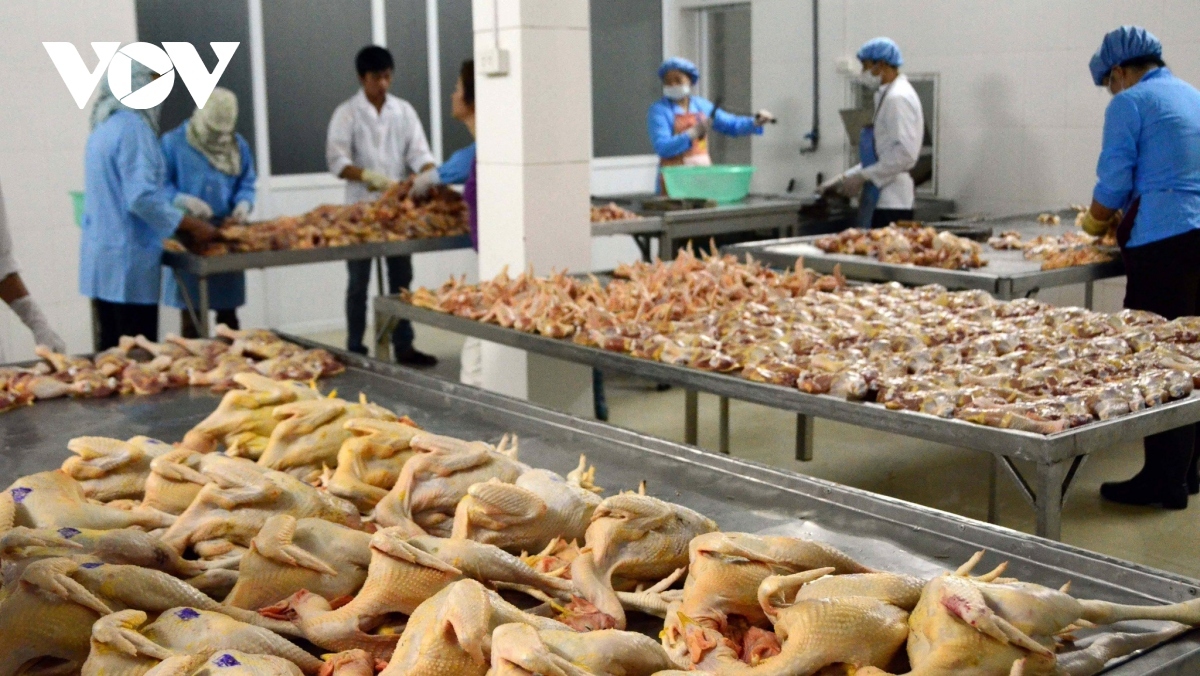 Vietnamese poultry meat exports increase