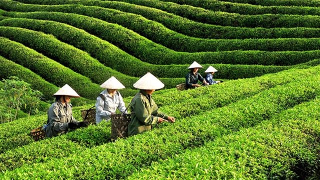 Ample room ahead for Vietnamese tea exports to Indonesia