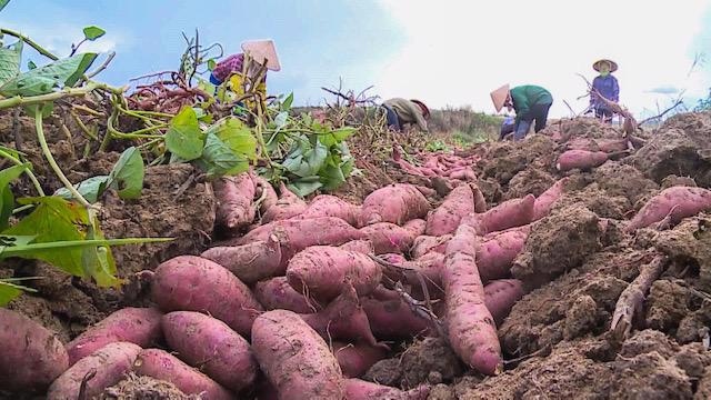 First batch of sweet potatoes officially exported to China