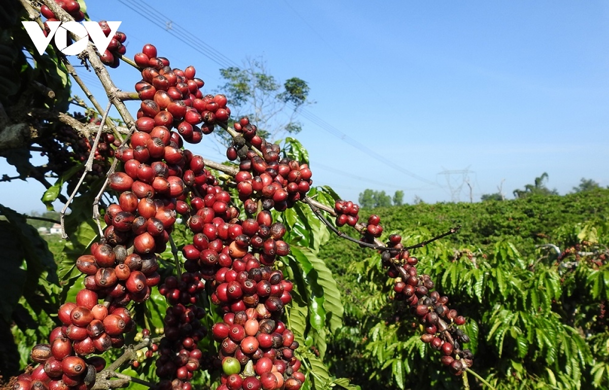 Switzerland increases coffee imports from Vietnam