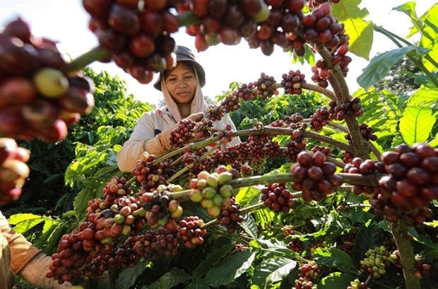 Coffee export could reach US$4 billion as global prices remain high