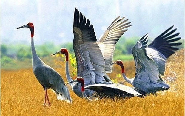Dong Thap rolls out measures to develop red-headed crane population