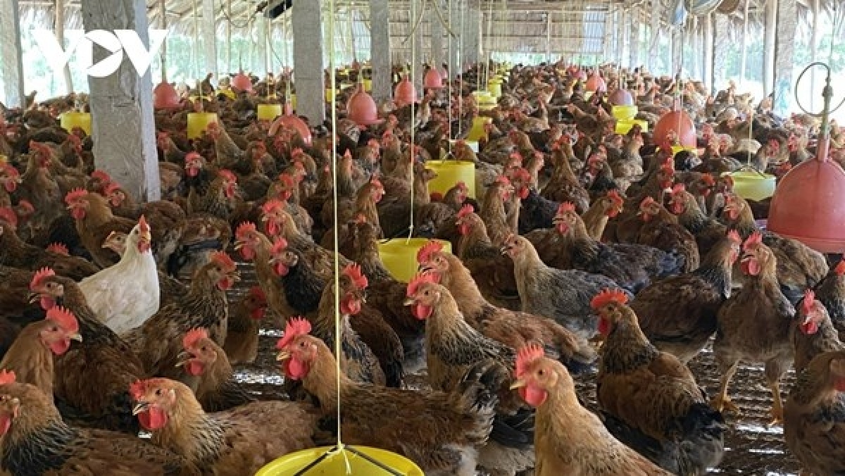 MARD tightens illegal transportation of poultry into Vietnamese market