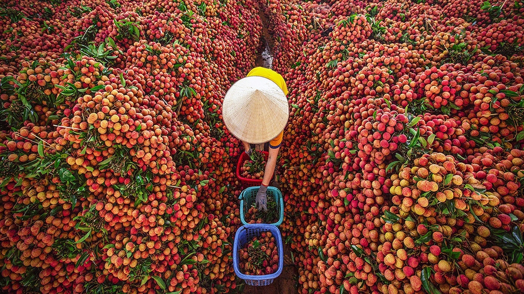 Chinese traders to enter Vietnam for lychee purchase
