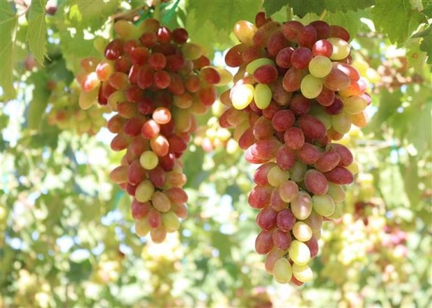 Ninh Thuan Grape - Wine Festival 2023 slated for mid June