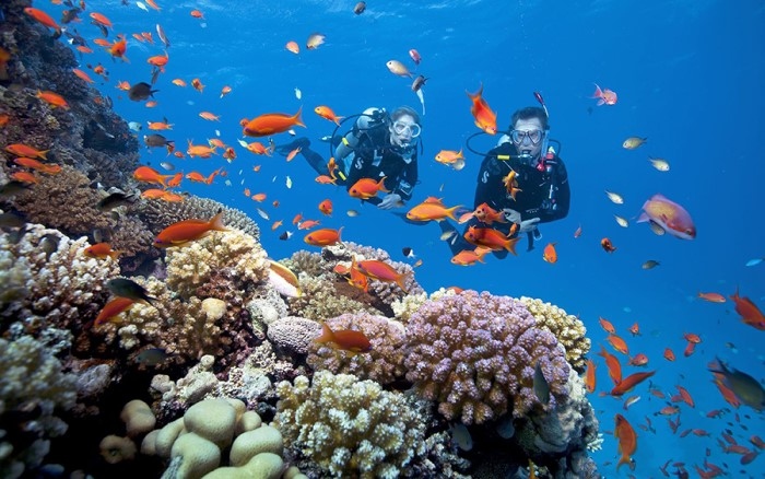 Diving in Phu Quoc fascinates curious visitors