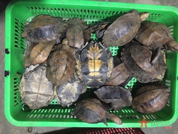 Two jailed for smuggling endangered turtles