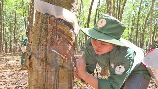 Laos, Vietnam cooperate to improve exported rubber quality