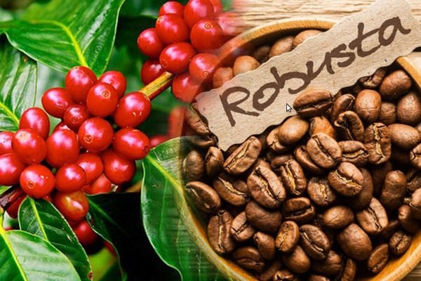 Coffee exports to Indonesia and Algeria enjoy three-digit growth