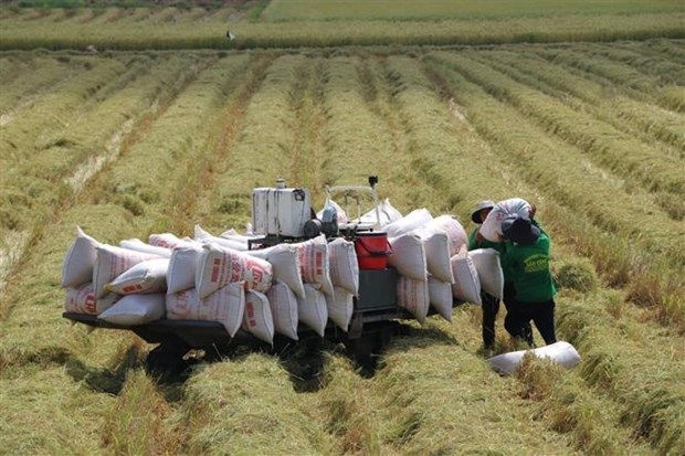 Market diversification crucial for rice sector: Experts