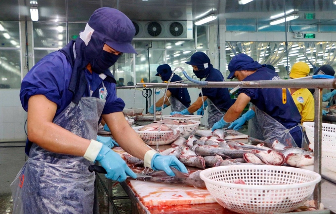 Tra fish exports likely to hit US$1.77 billion this year