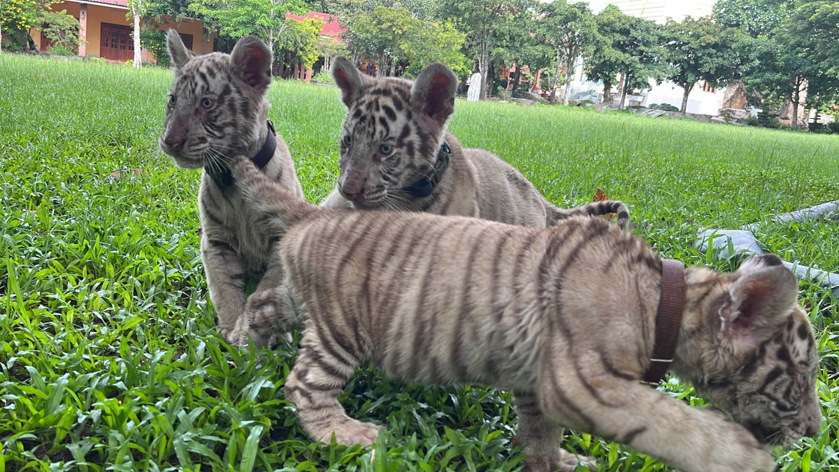 Bengal tiger gives birth to quintuplets at Dong Nai Zoo