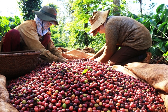 Vietnamese coffee exports plummet in September