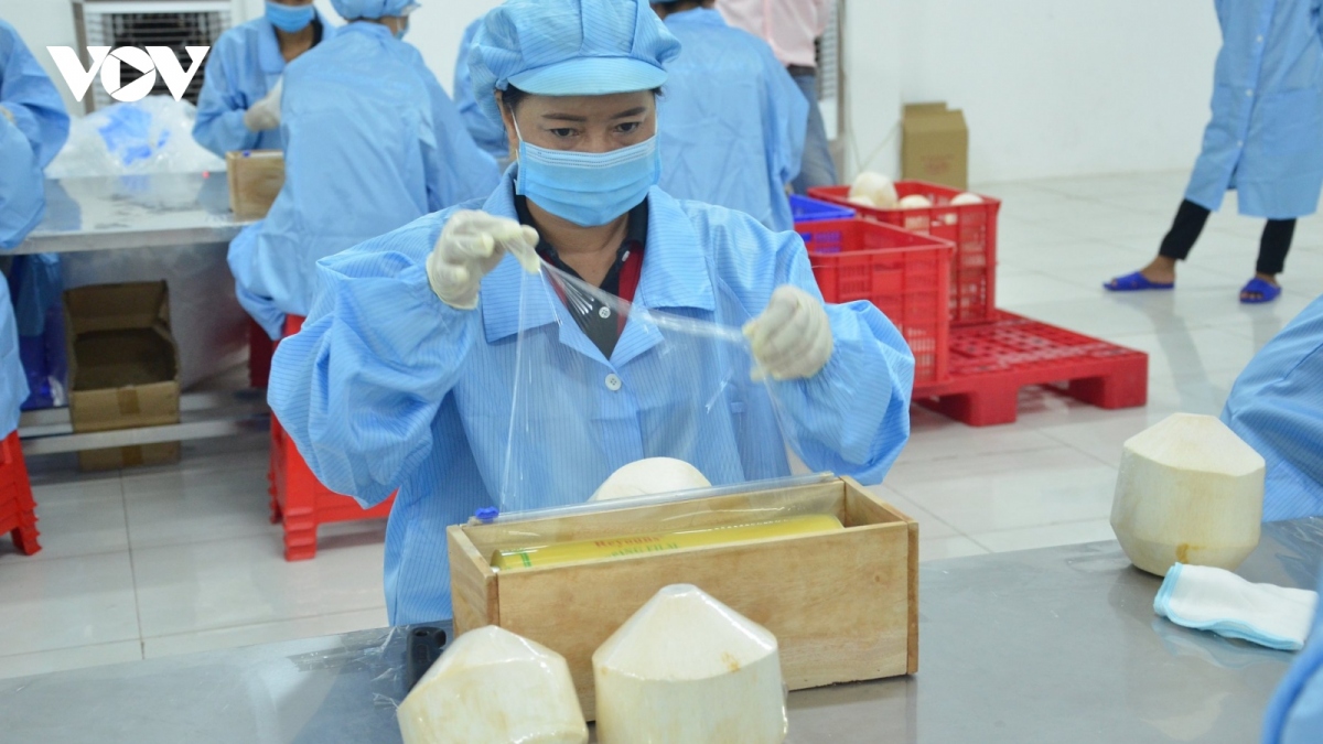 Vietnam ready for official coconut exports to Chinese market