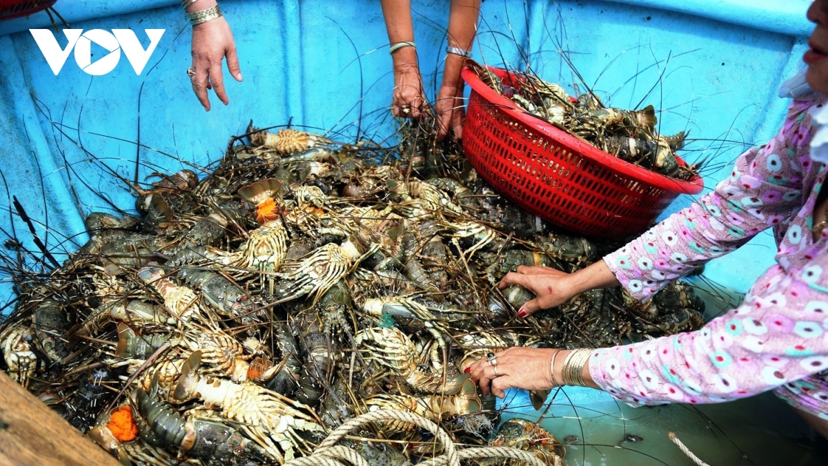 Shrimp exports to US enjoy vigorous growth in second half