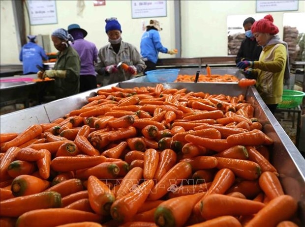 Vietnam’s vegetable export to surpass US$1 bln by 2030
