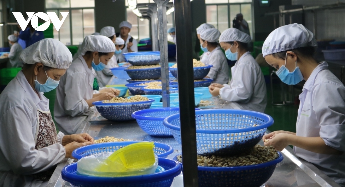Vietnamese cashew exports reach record high in October