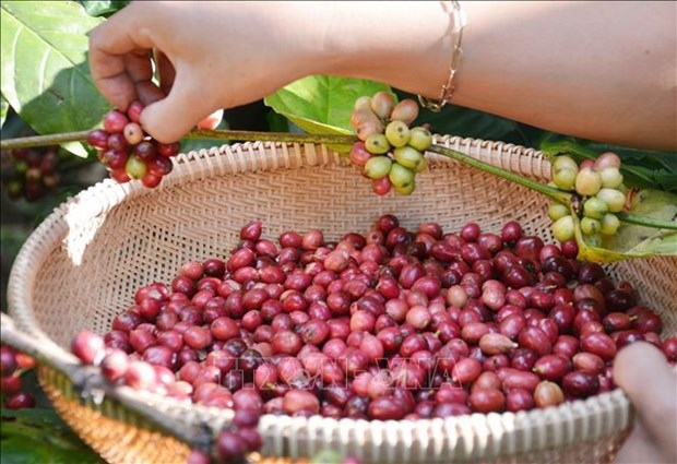 Agricultural products key part of Vietnam’s exports to Guangdong