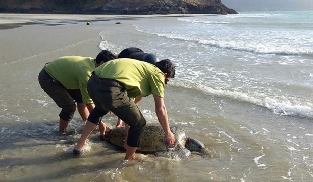 Rare sea turtle rescued in Ba Ria-Vung Tau province