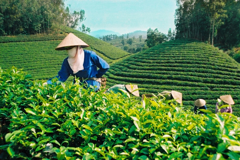 Weak market demand and stricter regulations hinder tea exports