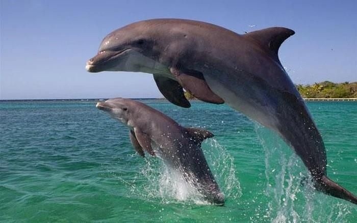 Herd of dolphins spotted in Co To island of Quang Ninh province