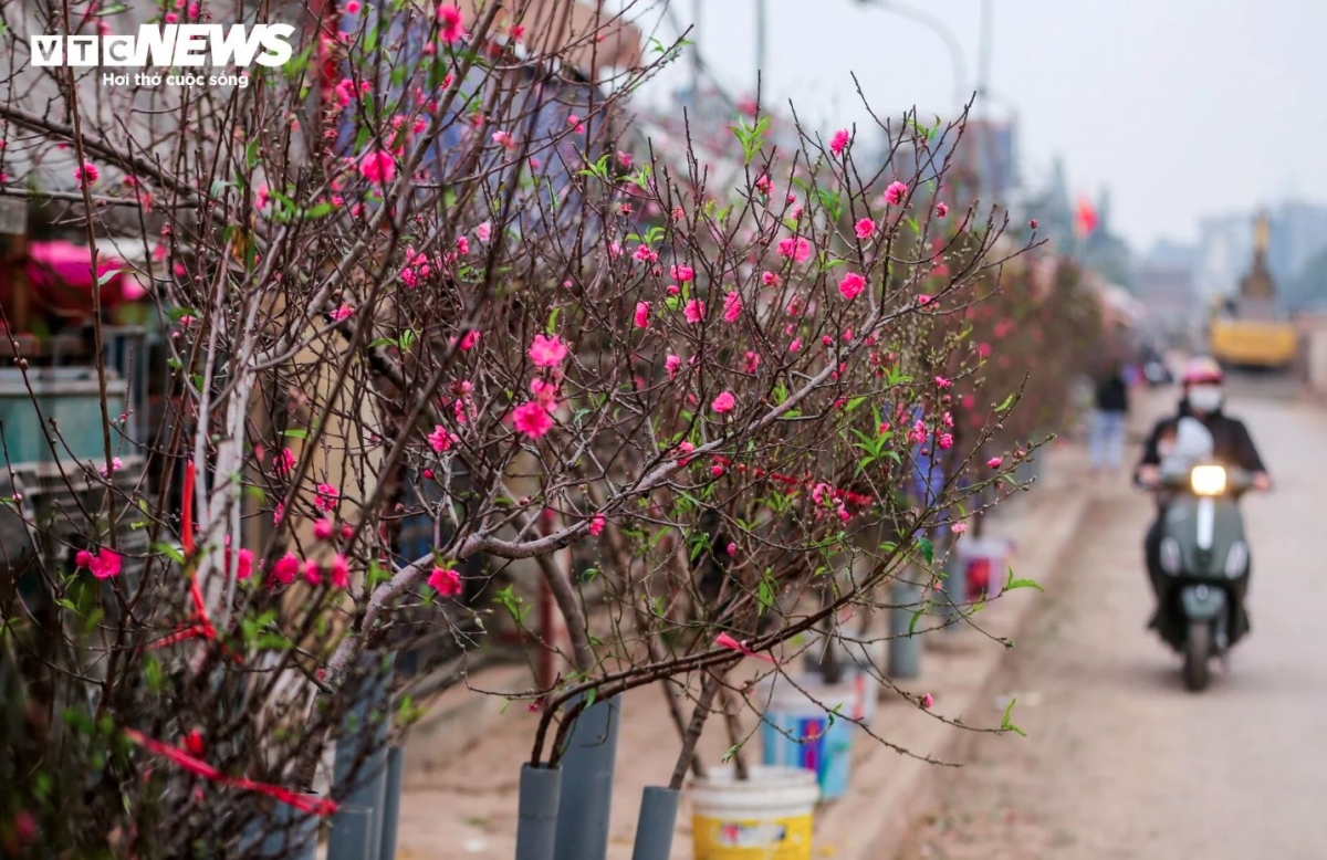 Early peach blossoms hit Hanoi streets as lunar New Year Festival draws near