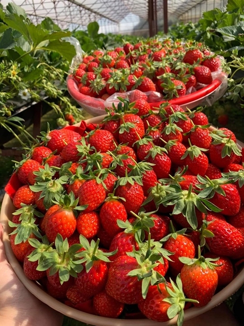 Da Lat strawberry recognised among top ten specialties of Vietnam