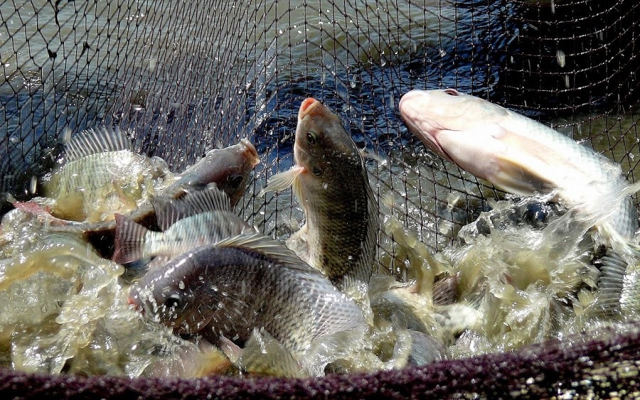 Vietnam works on Brazilian halt to Tilapia imports