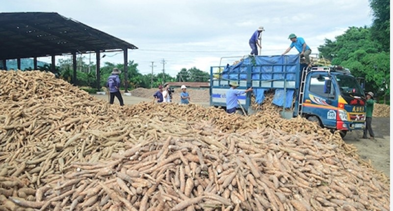 Cassava exports enjoy growth in January