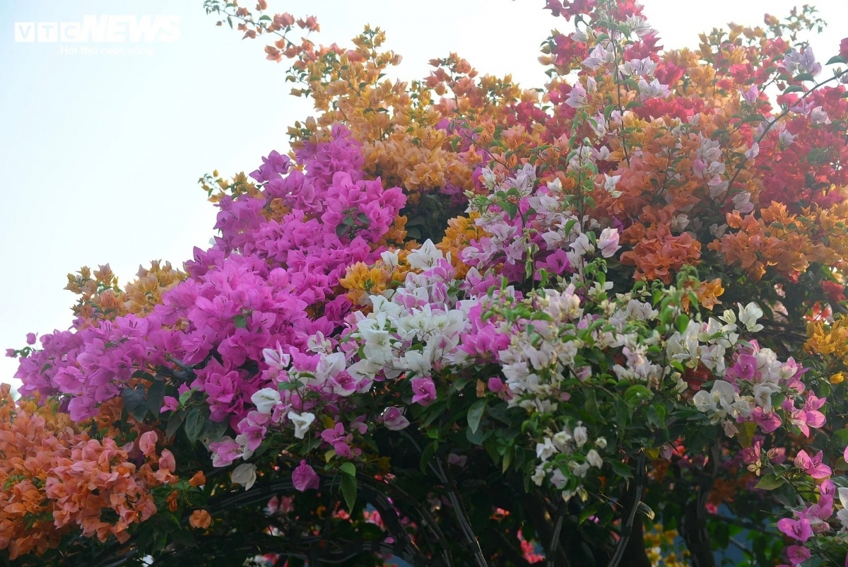 Bougainvillea flowers hit streets around Ho Chi Minh City