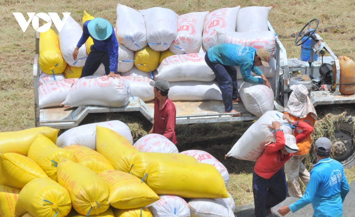 Vietnamese rice export price rebounds after Tet