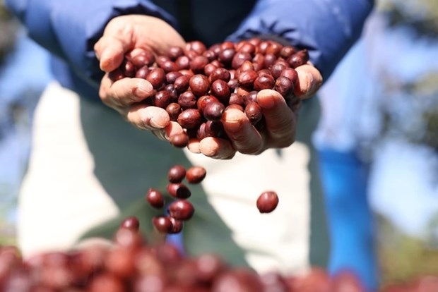 Domestic coffee prices at record high