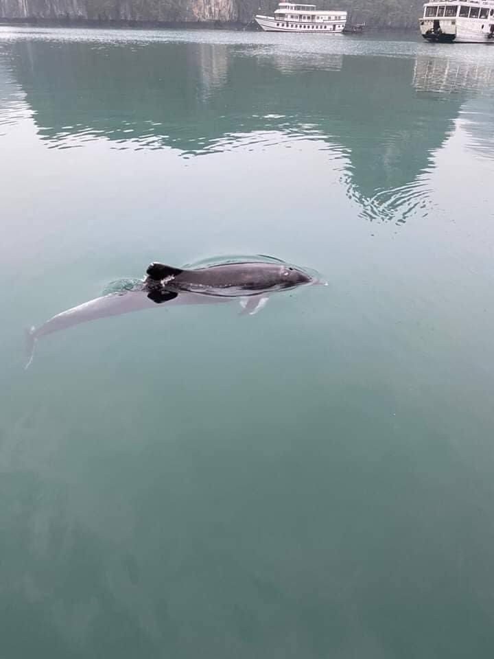Dolphin spotted in Ha Long Bay