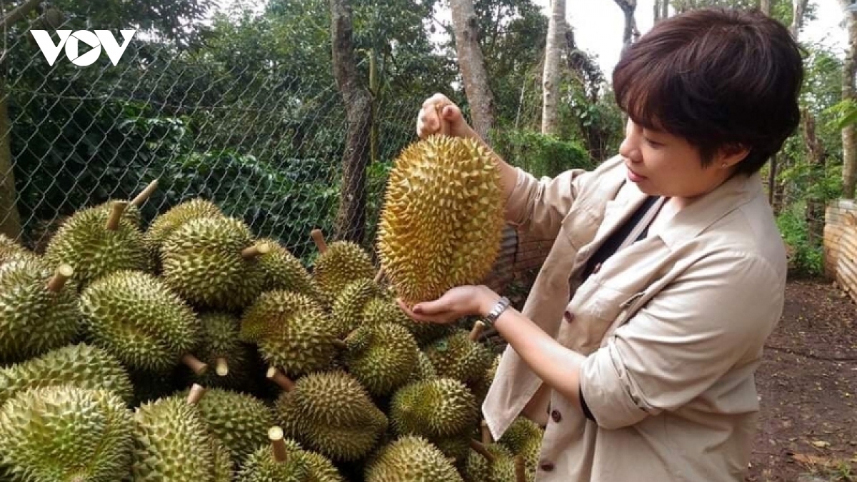China approves 27 more durian growing area codes for export