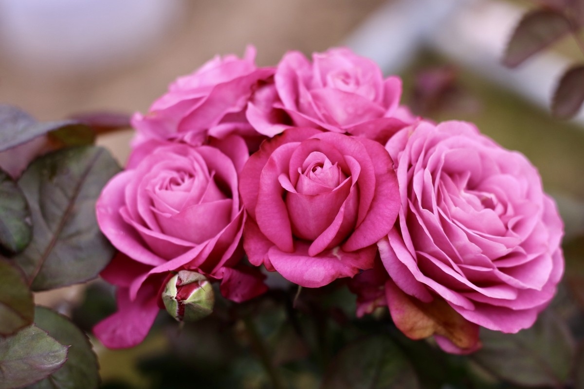 Hanoi’s largest flower village busy as International Women’s Day approaches