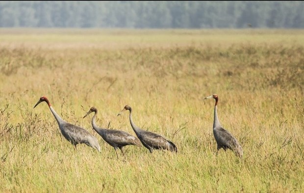 Red-crowned cranes return to Tram Chim National Forest