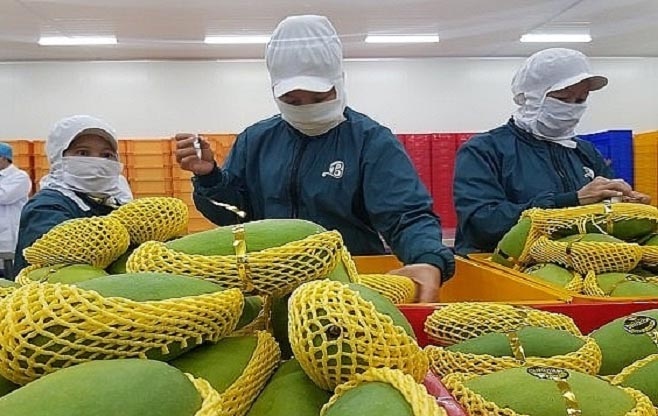 Vietnam is 13th largest supplier of mangoes to US