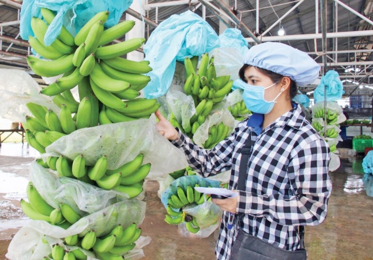 Vietnam becomes largest banana exporter to Chinese market