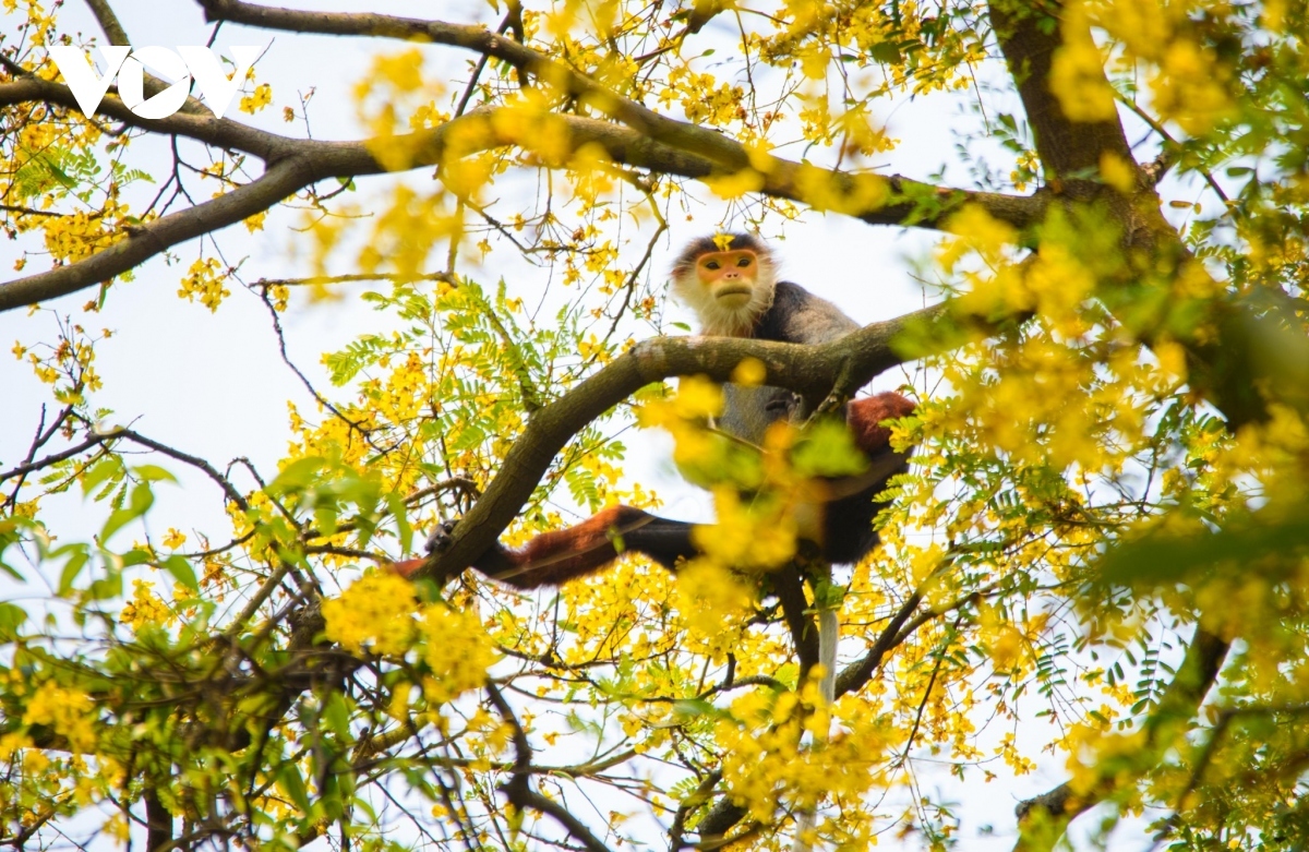 Yellow-flamboyant flowers in full bloom in Son Tra Peninsula