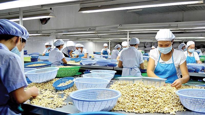 Cashew exports bring in roughly US$782 million in Q1
