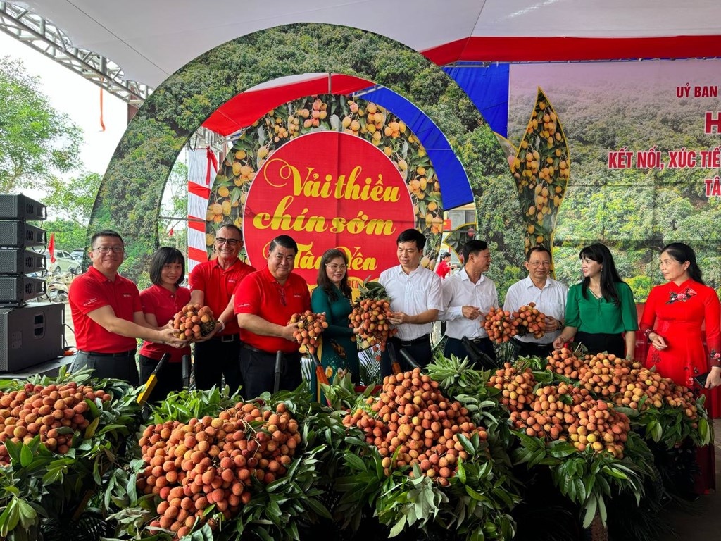 Central Retail plans to sell 300 tonnes of Bac Giang lychees