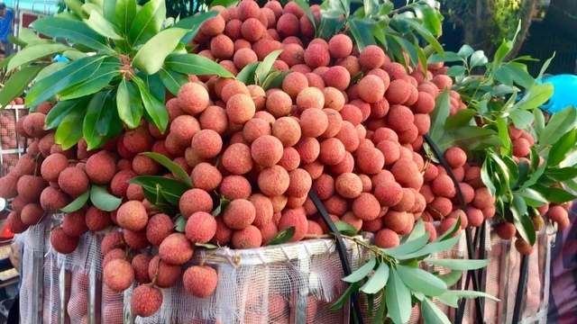 Nearly 2.5 tonnes of early-ripening lychees to enter Middle East market