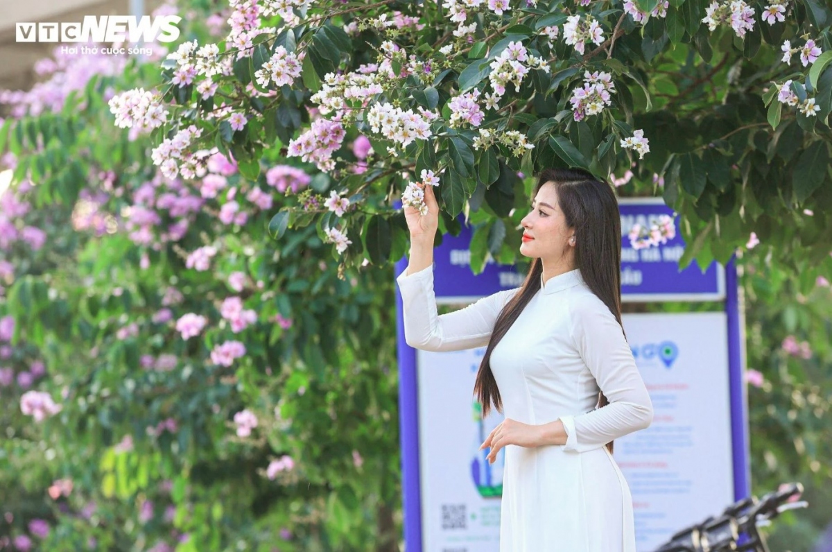 Hanoi streets turn purple with blossoming crape myrtle flowers