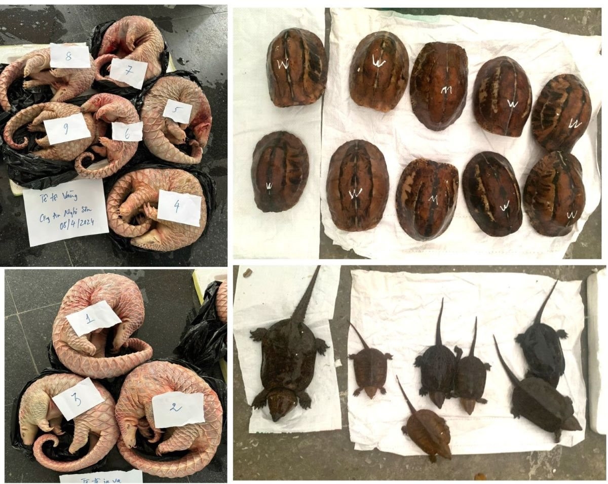 Two arrested for smuggling endangered species