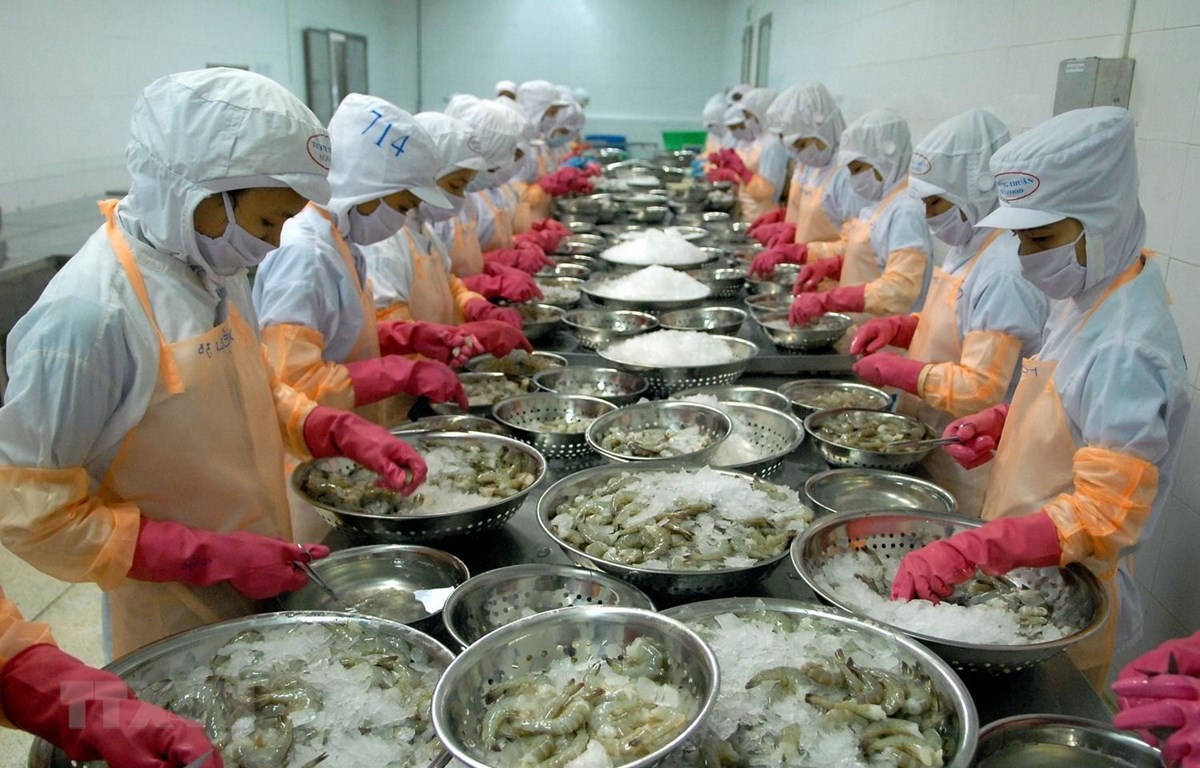 EU emerges as bright spot among Vietnamese shrimp export markets