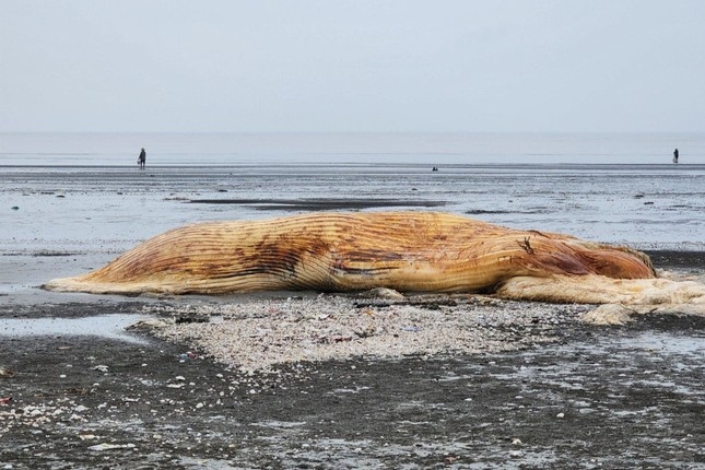 Giant whale found dead in central Vietnam