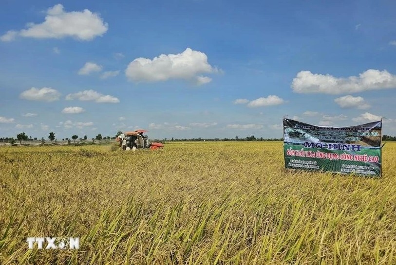 IRRI interested in VN's 1-million-ha high-quality rice project
